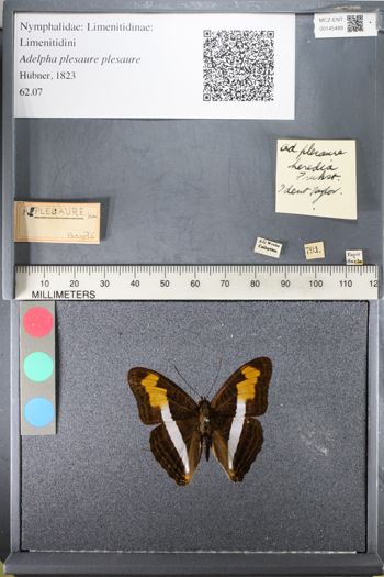 Media type: image;   Entomology 145489